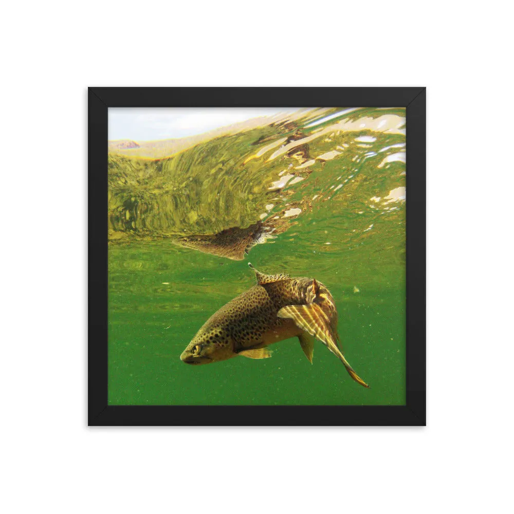 Framed poster - Brown trout swims