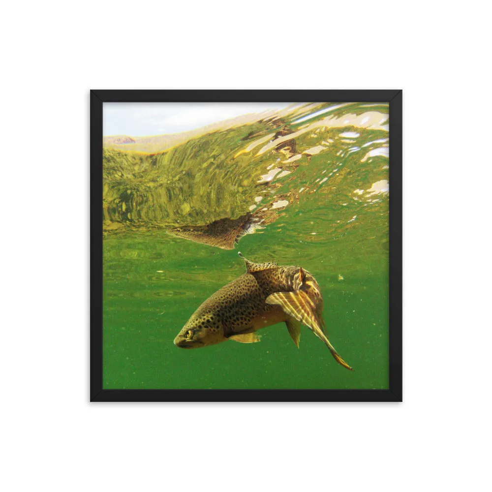 Framed poster - Brown trout swims