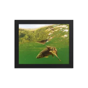 Framed poster - Brown trout swims
