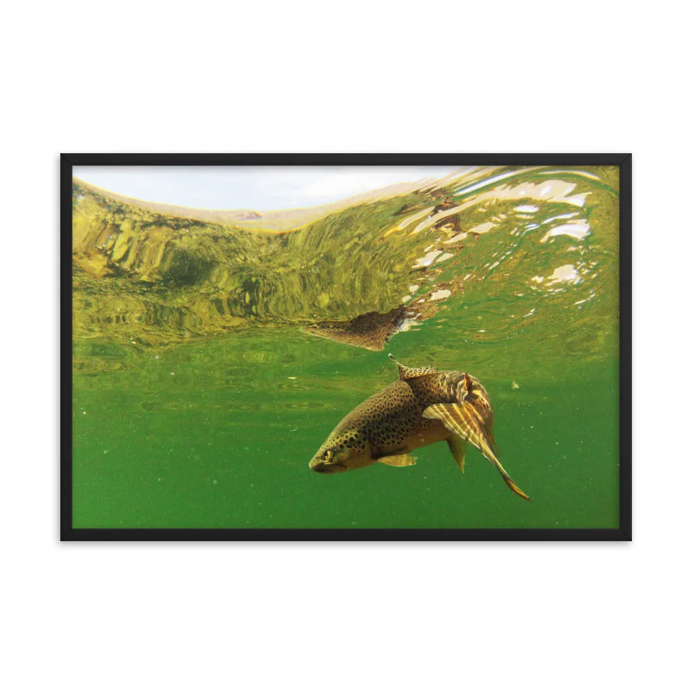 Framed poster - Brown trout swims