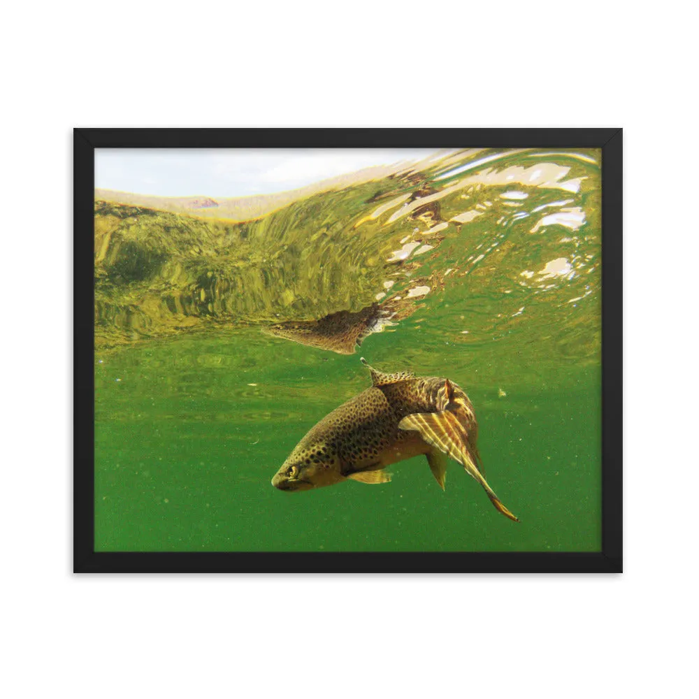 Framed poster - Brown trout swims