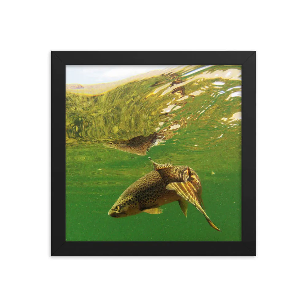 Framed poster - Brown trout swims