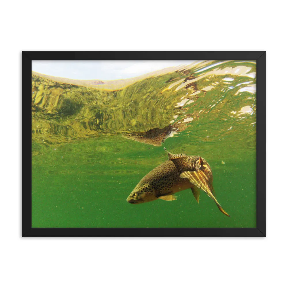 Framed poster - Brown trout swims