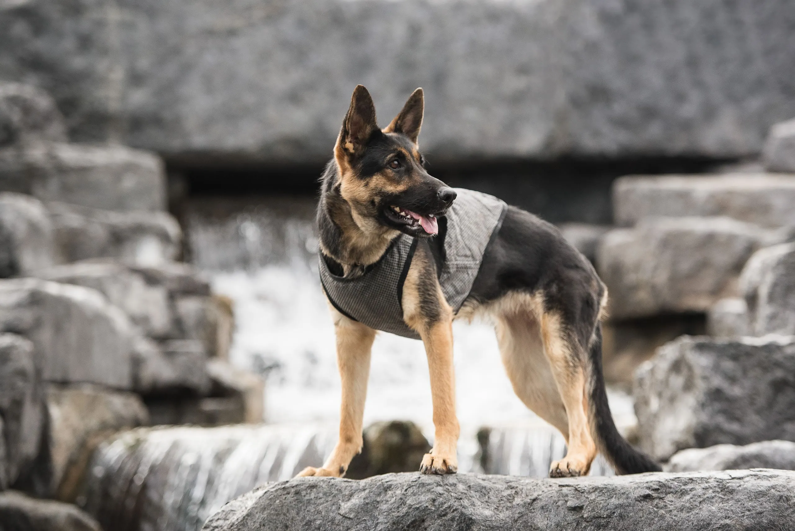 U.S. Army Dog Cooling Vest - Grey
